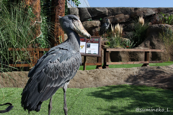 2014/10/24 神戸に来たハシビロコウさん : 墨色の鳥籠