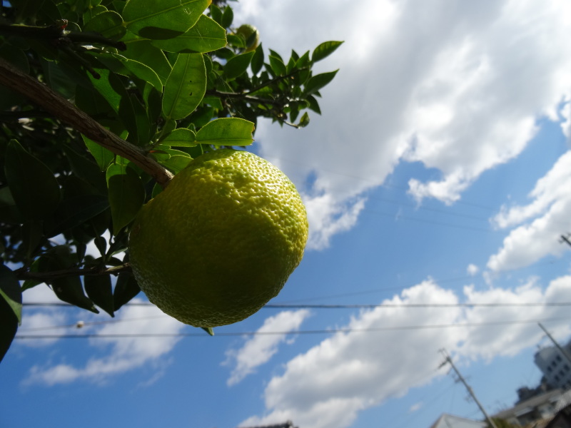 冬入りに夏野菜収穫 by (TATE-misaki)_c0108460_18211951.jpg