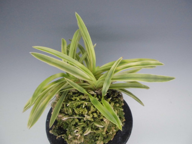 富貴蘭　夢殿 宝石のような観葉植物のお店 【Jewelry Plant】 富貴蘭 建国殿