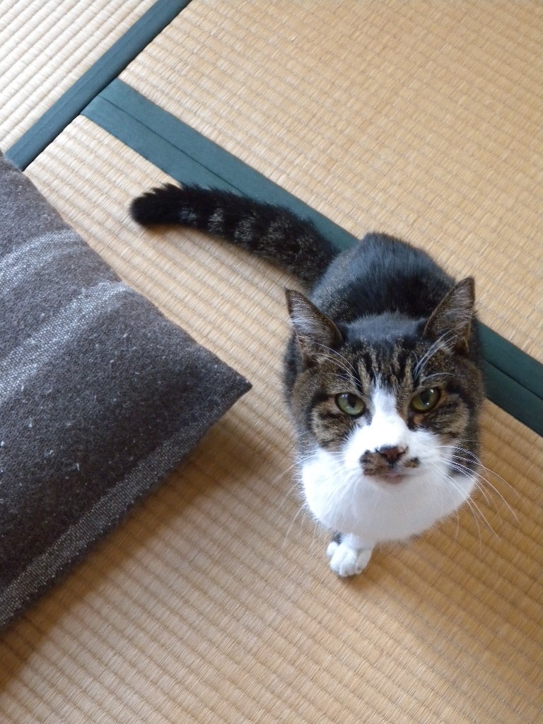 ヴィエナ・ブロンズの猫 : 満月アンティーク