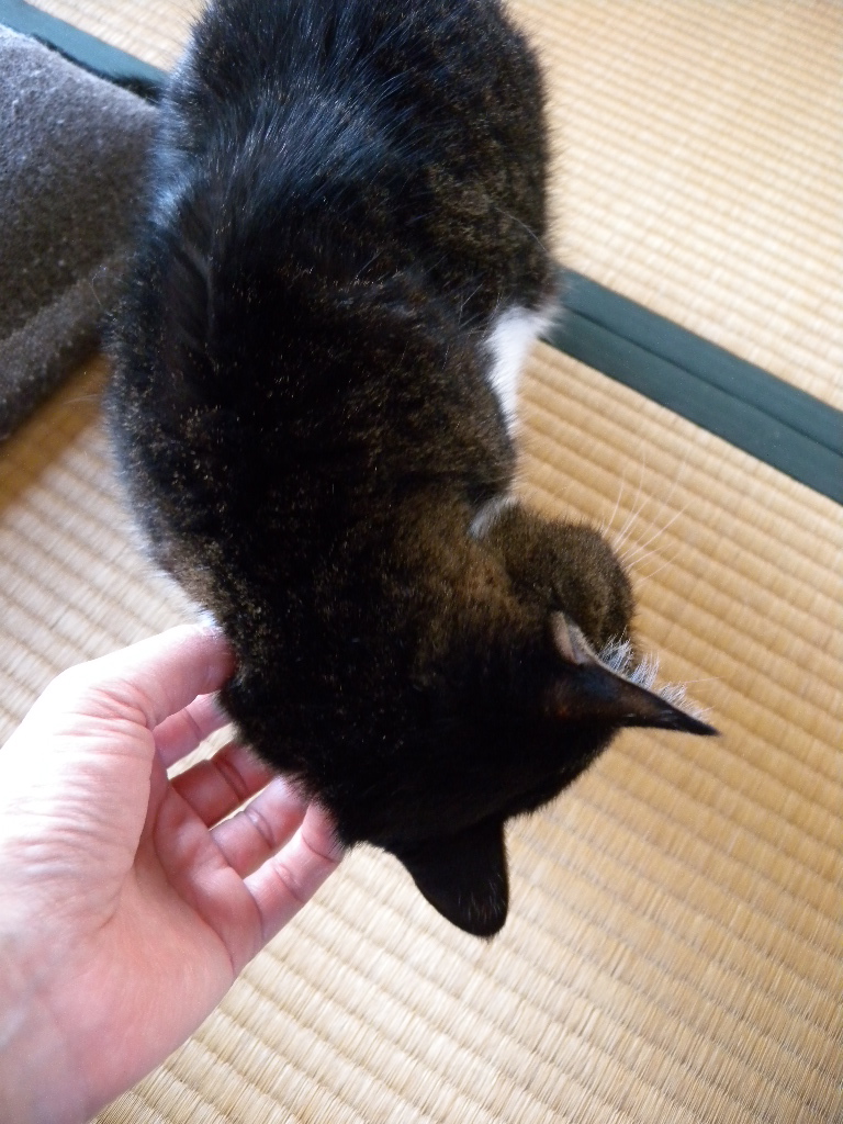 ヴィエナ・ブロンズの猫 : 満月アンティーク