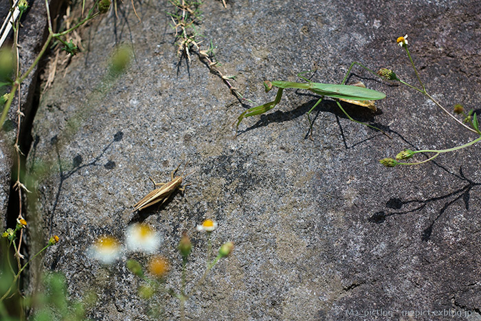 e0097970_8361739.jpg