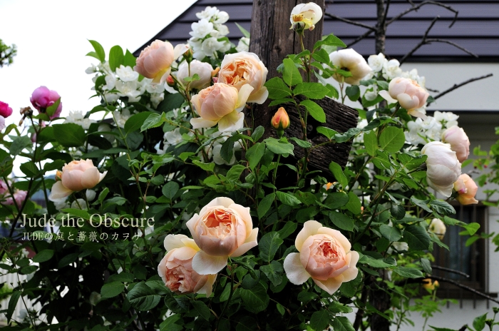 日陰者ジュード Jude The Obscure14 judeの庭と薔薇のカヲリ 日陰者ジュード Jude The Obscure14 judeの庭と薔薇のカヲリ