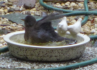 c0197980_1114229.png