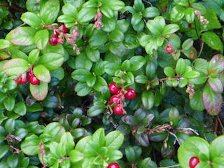 c0197980_114782.jpg