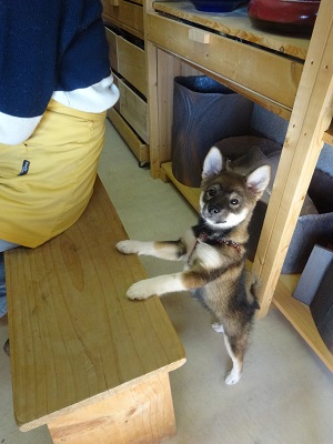 子犬来房 _d0195183_22185933.jpg