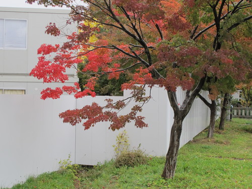 雨の米沢キャンパスの紅葉・黄葉、１０月２８日（火）・・・３_c0075701_1791814.jpg