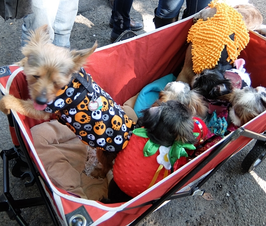 Tompkins Square Halloween Dog Parade 2014_b0007805_20195068.jpg