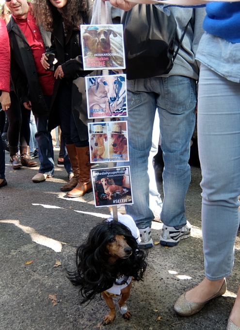 Tompkins Square Halloween Dog Parade 2014_b0007805_20223535.jpg