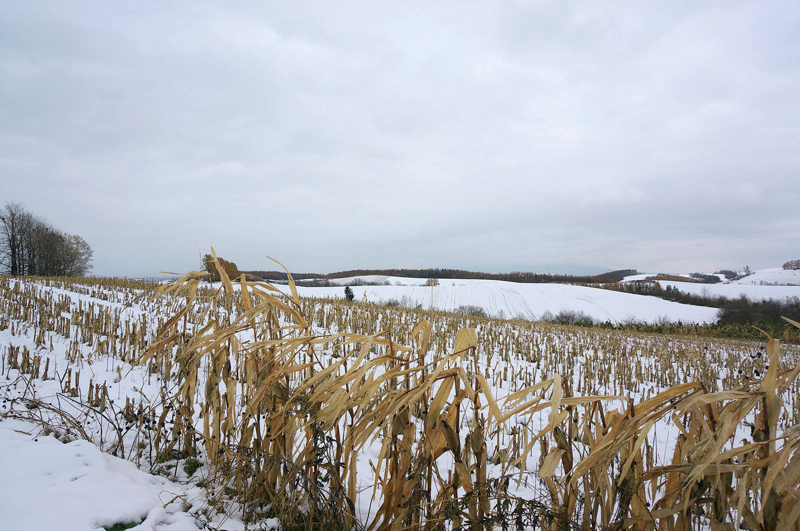 初雪_c0033513_17244385.jpg