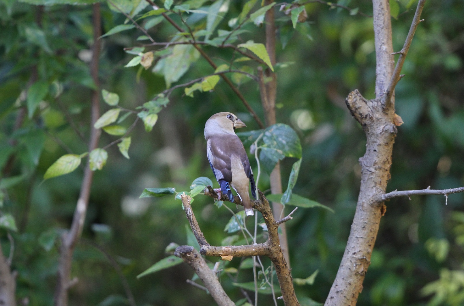 シメ（冬鳥）　ＭＦの森にも入ってきました。_f0239515_8302942.jpg