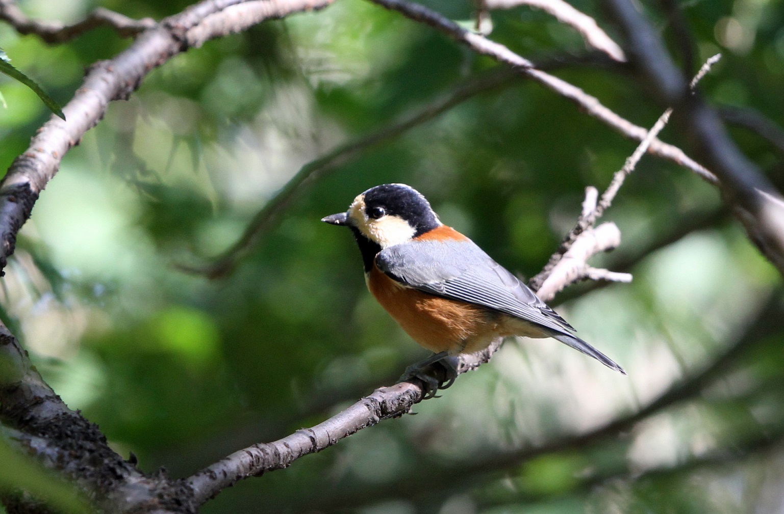 ヤマガラ Mfの森にて 私の鳥撮り散歩