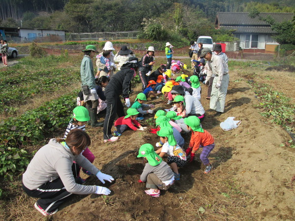 しろやま共同保育園の子どもたちが、芋掘りを体験しました！_a0279629_13574667.jpg