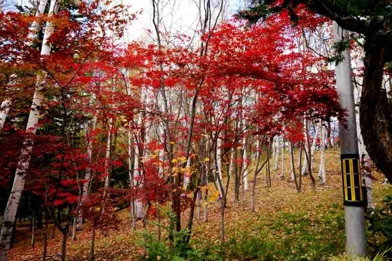 晩秋の天神山緑地_f0119643_19542212.jpg