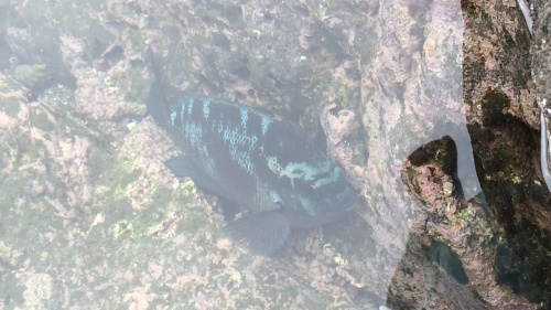 江ノ島で磯遊び 癒しのセルフチャネリング 江ノ島で磯遊び 癒しのセルフチャネリング