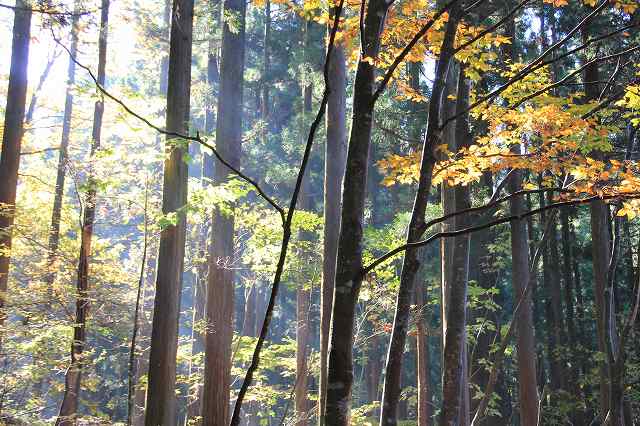 １０月２５日　岡山県立森林公園　熊押しの滝_f0340155_16545338.jpg