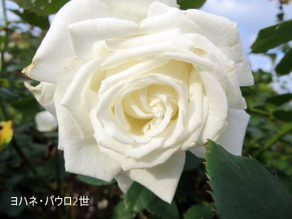 【久しぶりで、大船のフラワーセンターのばらを見てきました】_c0042960_11491597.jpg