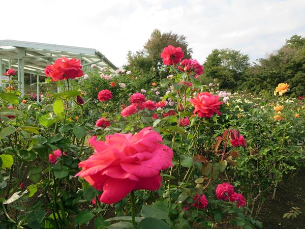 【久しぶりで、大船のフラワーセンターのばらを見てきました】_c0042960_11492859.jpg