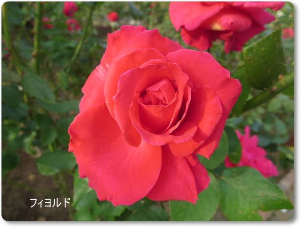 【久しぶりで、大船のフラワーセンターのばらを見てきました】_c0042960_11493537.jpg