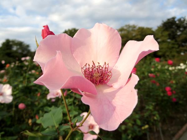 【久しぶりで、大船のフラワーセンターのばらを見てきました】_c0042960_11495447.jpg