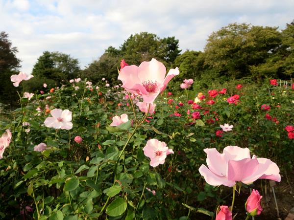 【久しぶりで、大船のフラワーセンターのばらを見てきました】_c0042960_1150177.jpg