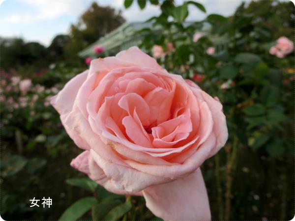 【久しぶりで、大船のフラワーセンターのばらを見てきました】_c0042960_11502759.jpg