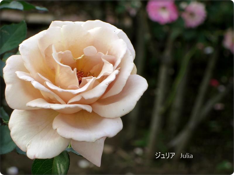 【久しぶりで、大船のフラワーセンターのばらを見てきました】_c0042960_11504047.jpg