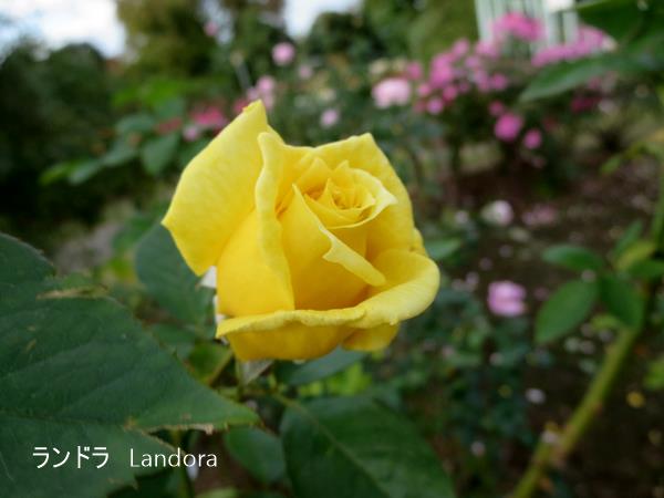 【久しぶりで、大船のフラワーセンターのばらを見てきました】_c0042960_11505423.jpg
