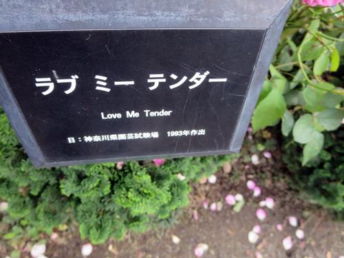 【久しぶりで、大船のフラワーセンターのばらを見てきました】_c0042960_11512246.jpg
