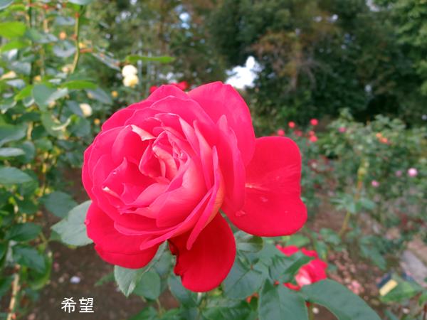 【久しぶりで、大船のフラワーセンターのばらを見てきました】_c0042960_11532426.jpg