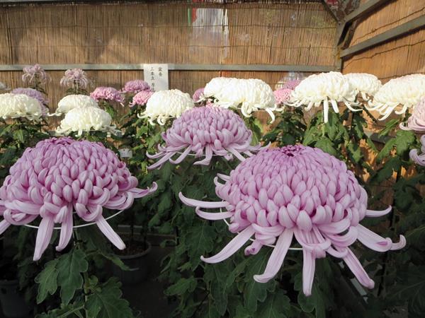 【神奈川県菊花大会@大船フラワーセンター】_c0042960_2010035.jpg