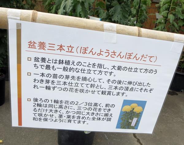 【神奈川県菊花大会@大船フラワーセンター】_c0042960_20101372.jpg