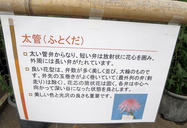 【神奈川県菊花大会@大船フラワーセンター】_c0042960_20104195.jpg