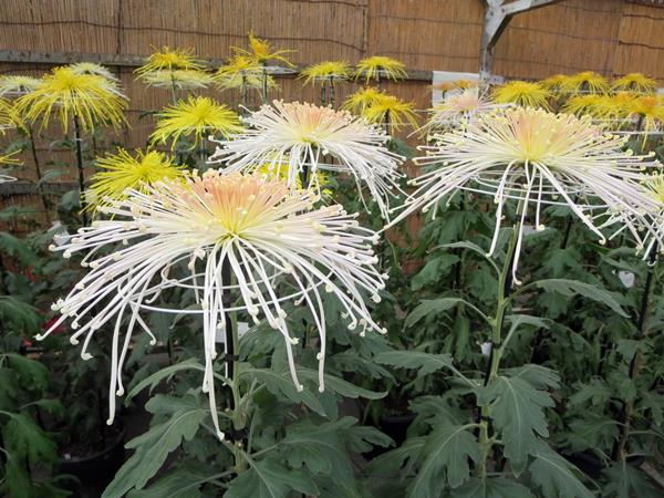 【神奈川県菊花大会@大船フラワーセンター】_c0042960_20111856.jpg
