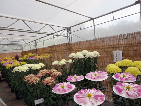 【神奈川県菊花大会@大船フラワーセンター】_c0042960_208277.jpg
