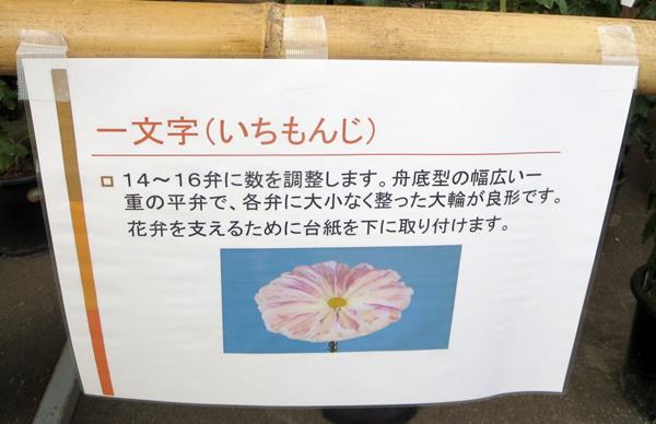 【神奈川県菊花大会@大船フラワーセンター】_c0042960_2084249.jpg