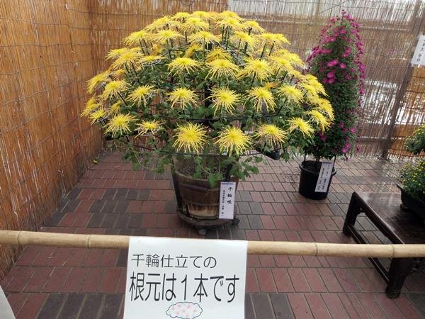 【神奈川県菊花大会@大船フラワーセンター】_c0042960_209289.jpg