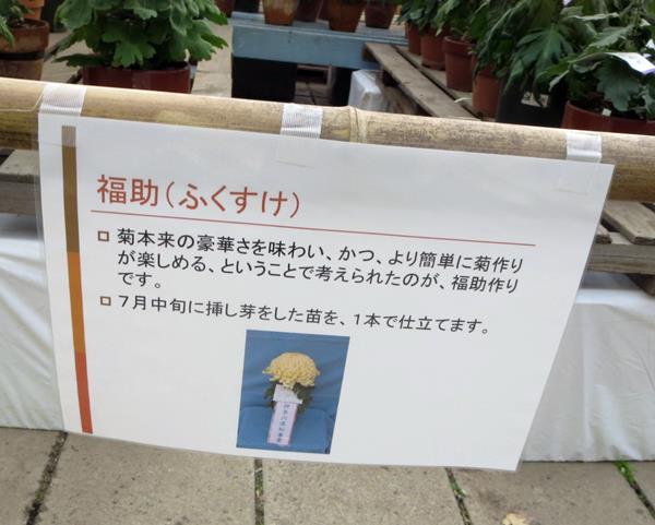 【神奈川県菊花大会@大船フラワーセンター】_c0042960_2093745.jpg
