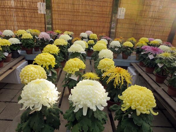 【神奈川県菊花大会@大船フラワーセンター】_c0042960_2094474.jpg
