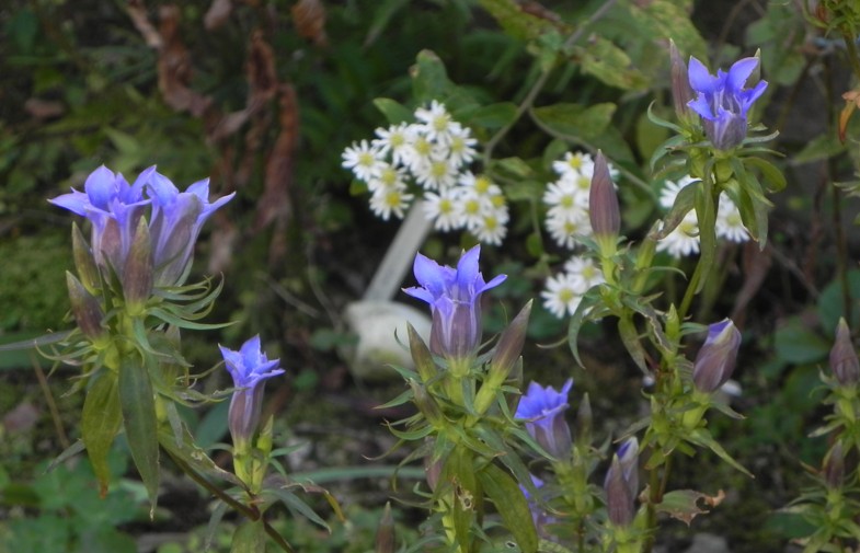 秋の庭風景 ミヤマトリカブト リンドウ アキノキリンソウ 寧楽悠々自然流