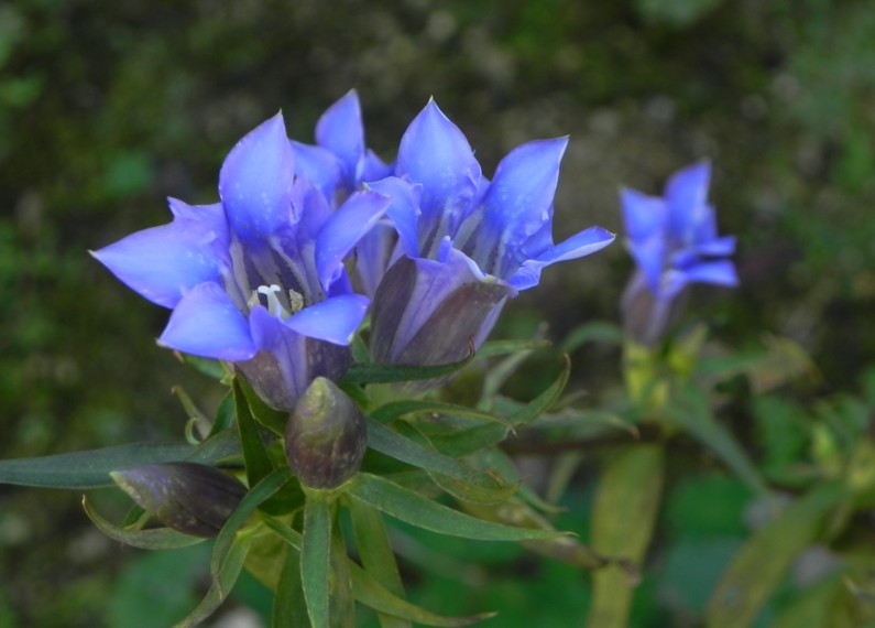 秋の庭風景 ミヤマトリカブト リンドウ アキノキリンソウ 寧楽悠々自然流