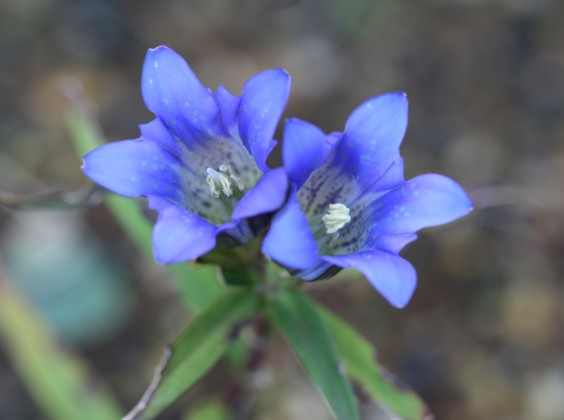 秋の庭風景 ミヤマトリカブト リンドウ アキノキリンソウ 寧楽悠々自然流