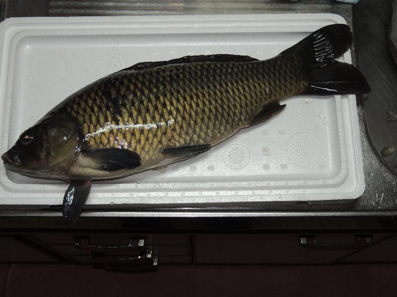 佐久鯉のあらい 続 四季彩日記