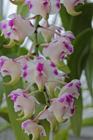 Aerides.lawrenceae(ｴﾘﾃﾞｽ：ローレンセア)#5_d0007501_2095337.jpg