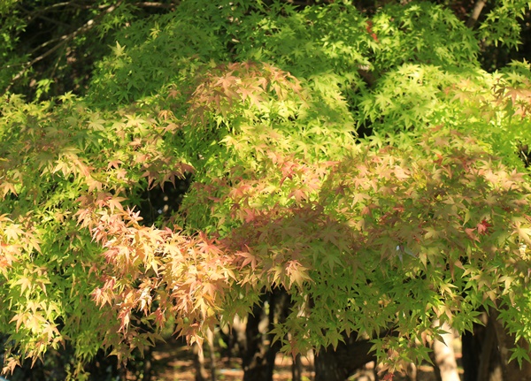 a0123003_14443469.jpg