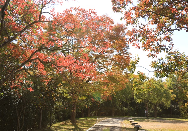 a0123003_1449489.jpg
