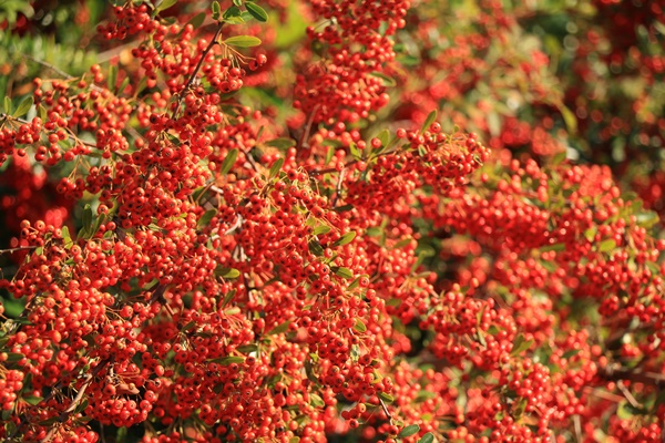 a0123003_14522180.jpg