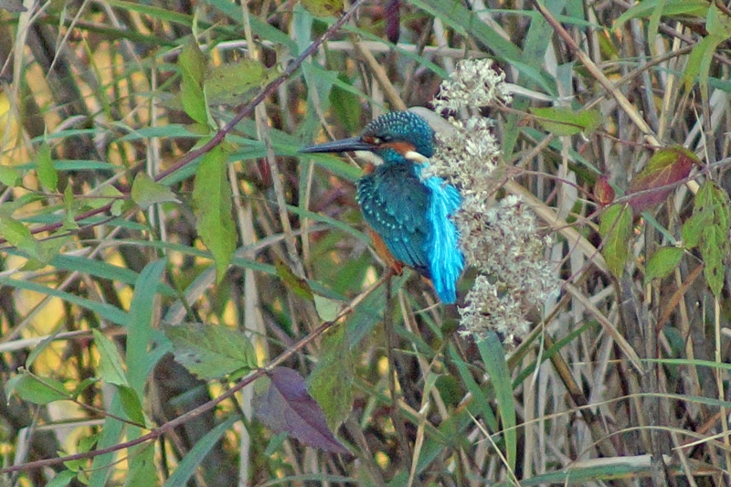 久しぶりのカワセミ・・・_c0042418_19914100.jpg