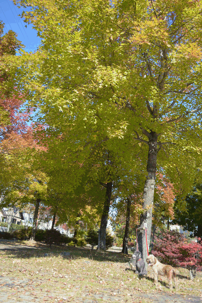 c0136736_1904396.gif