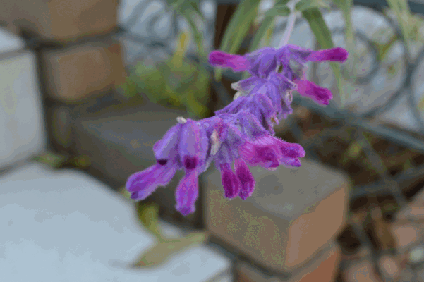 c0136736_19123611.gif